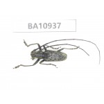 Cerambycidae sp. China, Yunnan, Nujiang, Fugong county.1Pcs. BA10937.