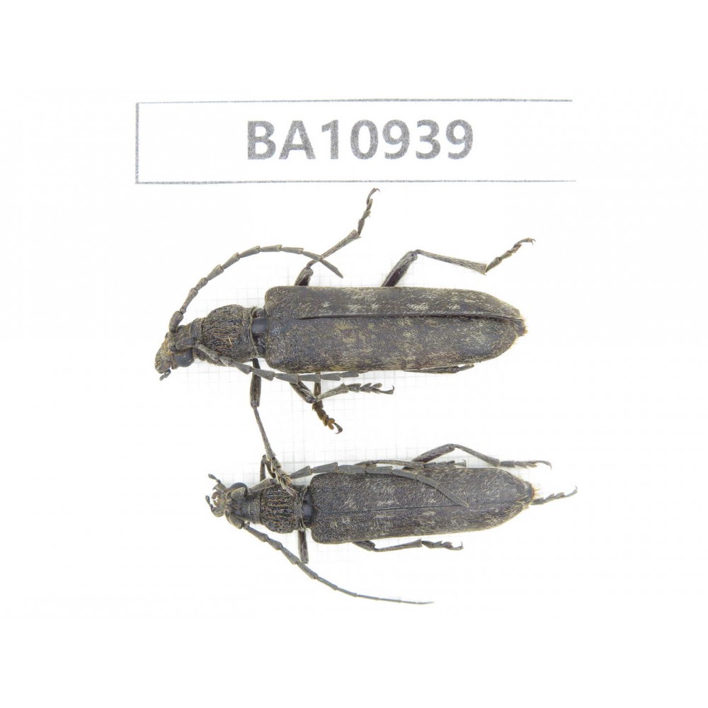 Cerambycidae sp. China, Yunnan, Nujiang, Fugong county.2Pcs. BA10939.