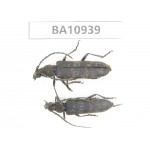 Cerambycidae sp. China, Yunnan, Nujiang, Fugong county.2Pcs. BA10939.