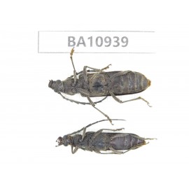 Cerambycidae sp. China, Yunnan, Nujiang, Fugong county.2Pcs. BA10939.