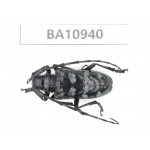 Cerambycidae sp. China, Yunnan, Nujiang, Fugong county.1Pcs. BA10940.