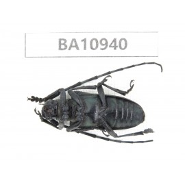 Cerambycidae sp. China, Yunnan, Nujiang, Fugong county.1Pcs. BA10940.