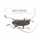 Cerambycidae sp. China, Yunnan, Nujiang, Fugong county.1Pcs. BA10942.