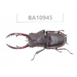 Prosopocoilus sp. China, Yunnan, Nujiang, Fugong county. 1M. BA10945.