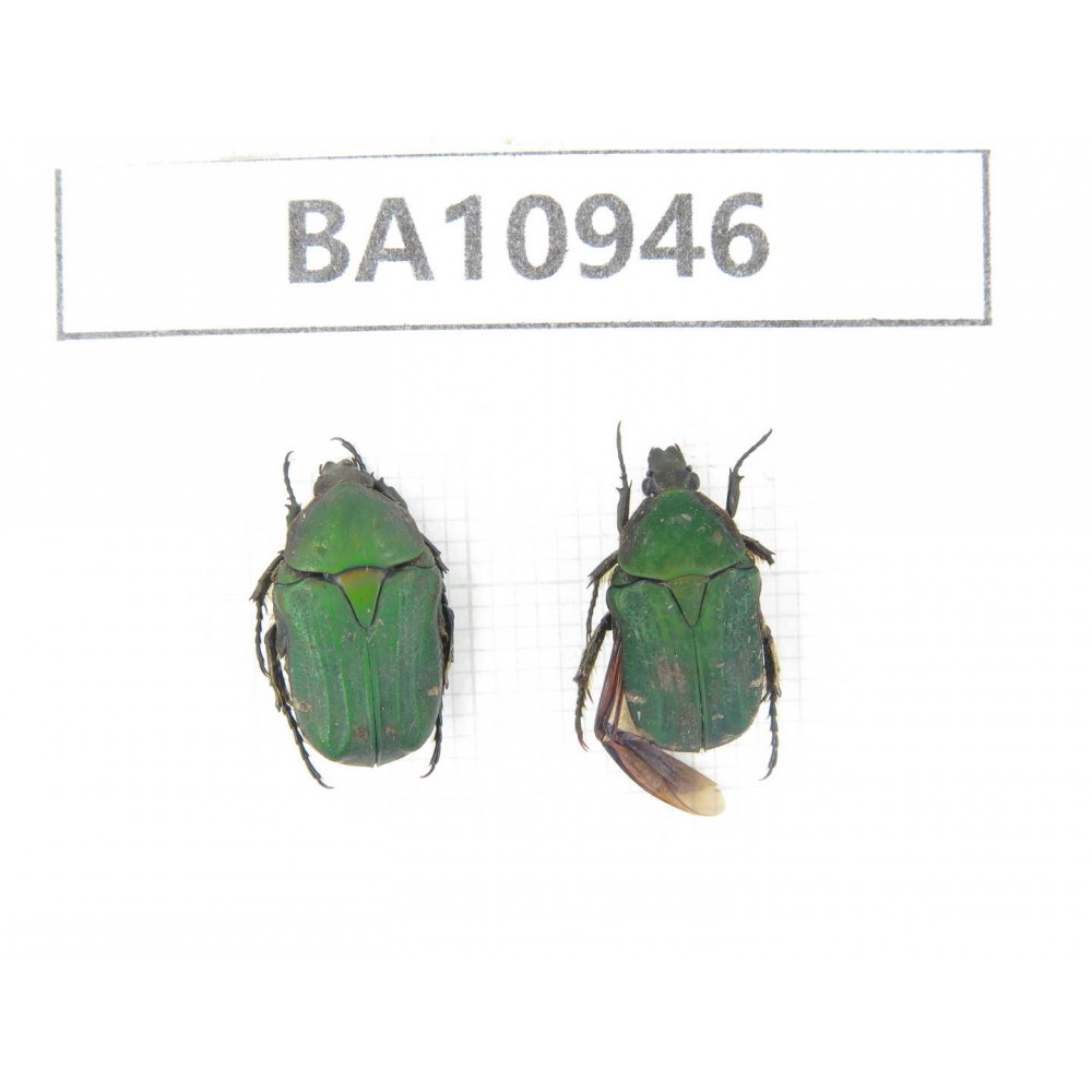 Cetoniidae sp. China, Yunnan, Nujiang, N of Mt.Biluoxueshan. 2Pcs. BA10946.