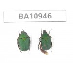 Cetoniidae sp. China, Yunnan, Nujiang, N of Mt.Biluoxueshan. 2Pcs. BA10946.