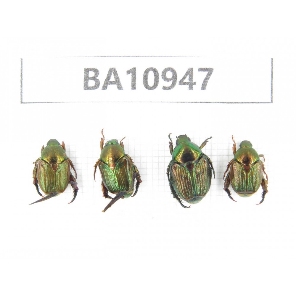 Cetoniidae sp. China, Yunnan, Nujiang, N of Mt.Biluoxueshan. 4Pcs. BA10947.
