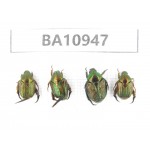Cetoniidae sp. China, Yunnan, Nujiang, N of Mt.Biluoxueshan. 4Pcs. BA10947.