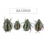 Rutelidae sp. China, Yunnan, Nujiang, N of Mt.Biluoxueshan. 4Pcs. BA10948.