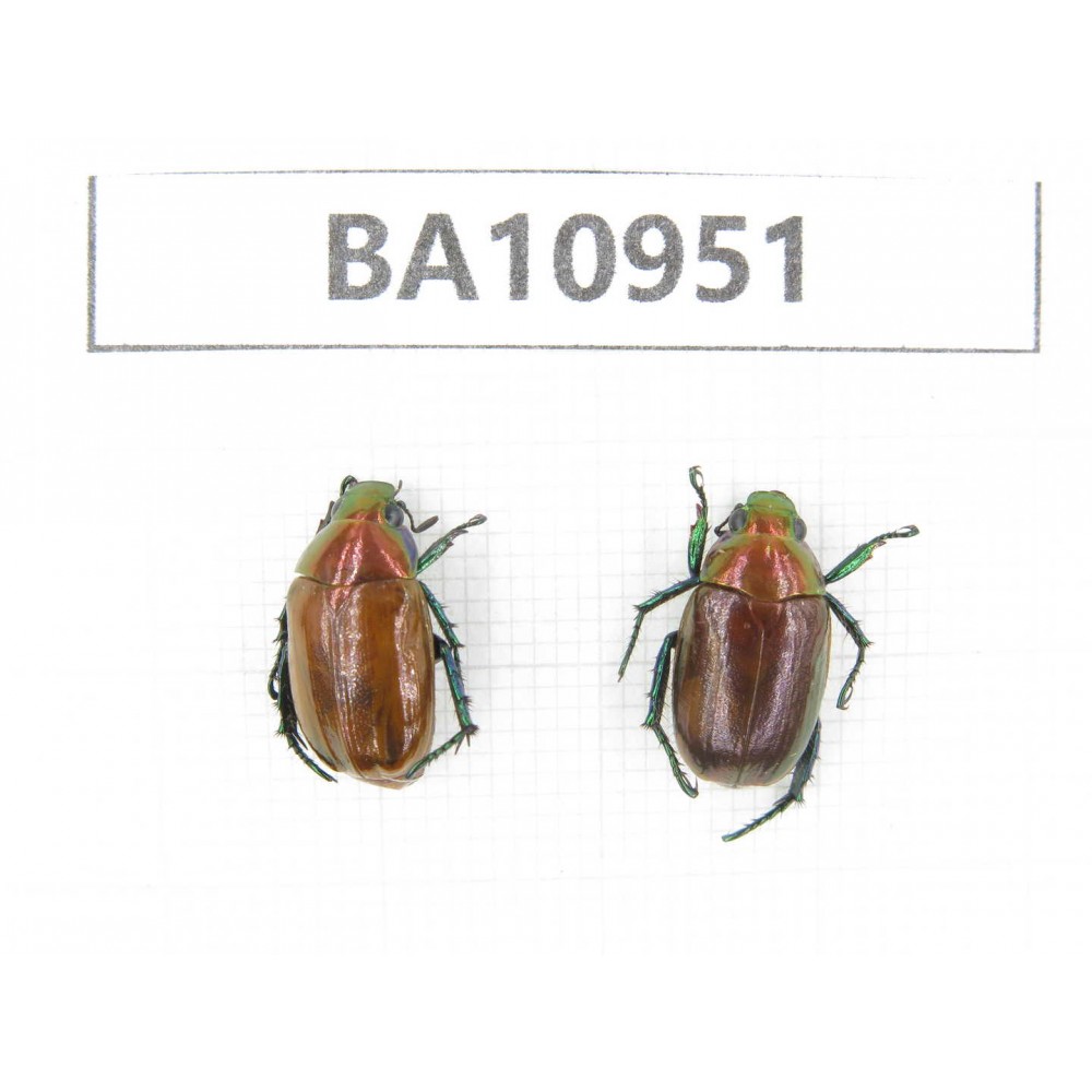 Rutelidae sp. China, Yunnan, Nujiang, N of Mt.Biluoxueshan. 2Pcs. BA10951.