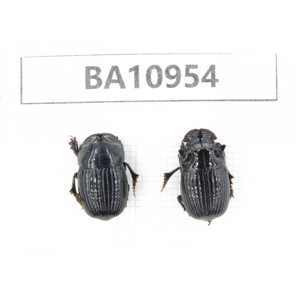 Geotrupidae sp. China,  Yunnan, Nujiang, N of Mt.Biluoxueshan. 1P. BA10954.