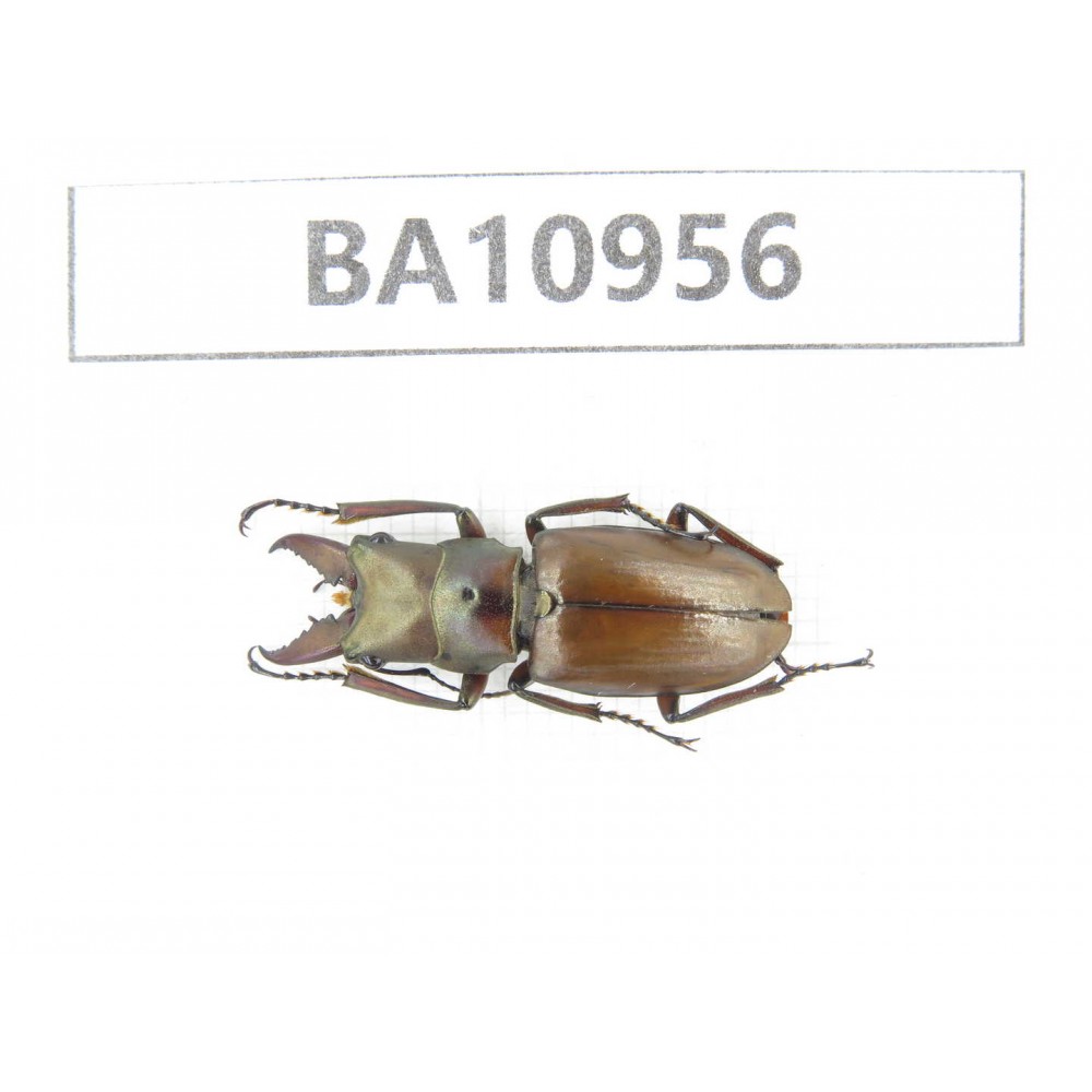 Cyclommathus sp. China, Yunnan, Nujiang, N of Mt.Biluoxueshan. 1M. BA10956.