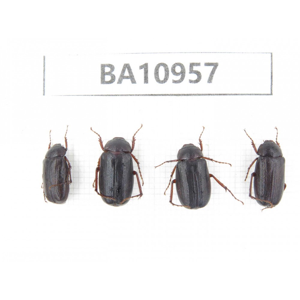 Melolonthidae sp. China, Yunnan, Nujiang, N of Mt.Biluoxueshan. 4Pcs. BA10957.