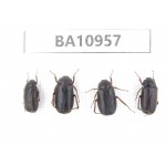 Melolonthidae sp. China, Yunnan, Nujiang, N of Mt.Biluoxueshan. 4Pcs. BA10957.