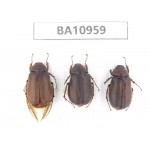 Melolonthidae sp. China, Yunnan, Nujiang, N of Mt.Biluoxueshan. 3Pcs. BA10959.