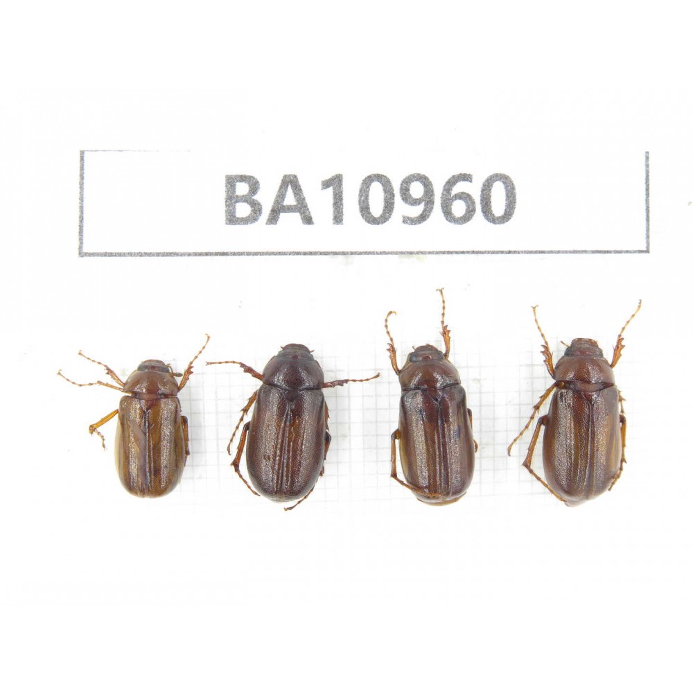 Melolonthidae sp. China, Yunnan, Nujiang, N of Mt.Biluoxueshan. 4Pcs. BA10960.