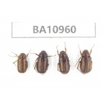 Melolonthidae sp. China, Yunnan, Nujiang, N of Mt.Biluoxueshan. 4Pcs. BA10960.