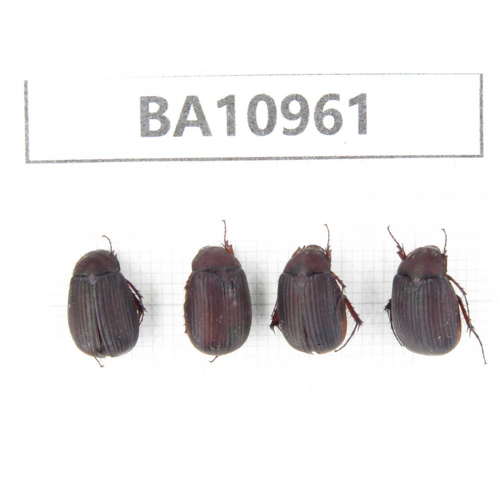 Melolonthidae sp. China, Yunnan, Nujiang, N of Mt.Biluoxueshan. 4Pcs. BA10961.