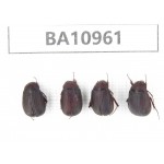 Melolonthidae sp. China, Yunnan, Nujiang, N of Mt.Biluoxueshan. 4Pcs. BA10961.