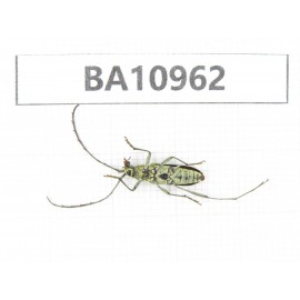 Cerambycidae sp. China, Yunnan, Nujiang, N of Mt.Biluoxueshan.1Pcs. BA10962.
