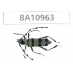 Cerambycidae sp. China, Yunnan, Nujiang, N of Mt.Biluoxueshan.1Pcs. BA10963.