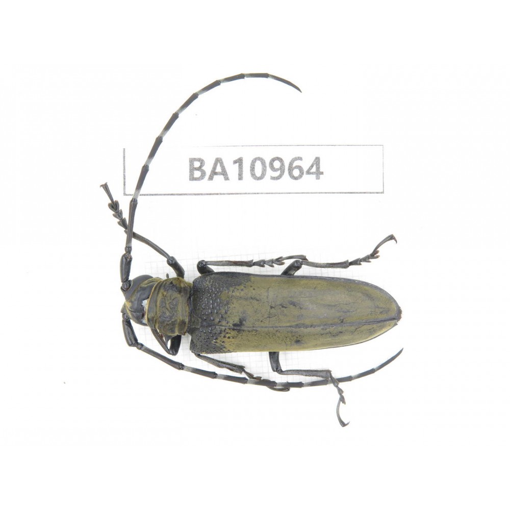 Cerambycidae sp. China, Yunnan, Nujiang, N of Mt.Biluoxueshan.1Pcs. BA10964.