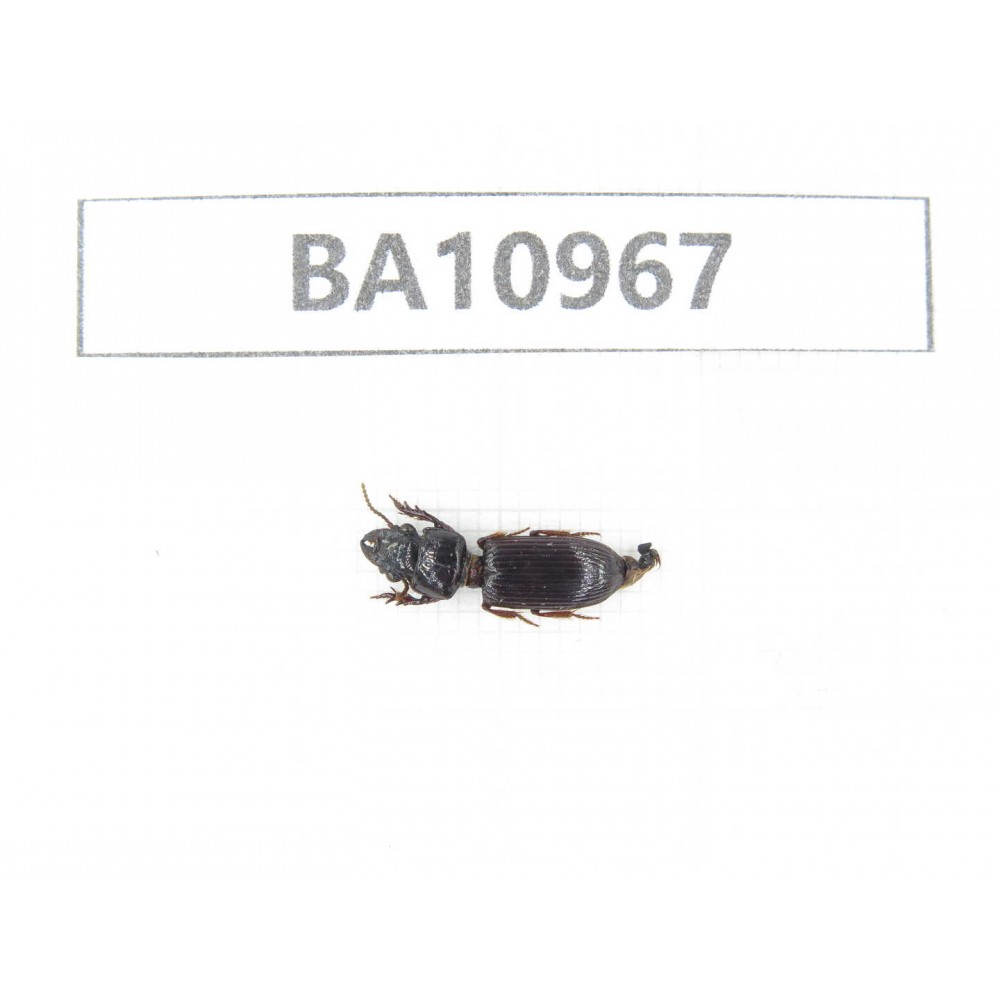 Coleoptera sp. China, Yunnan, Nujiang, N of Mt.Biluoxueshan. 1Pcs. BA10967.