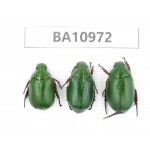 Rutelidae sp. China, Yunnan, Dali, Yunlong county. 3Pcs. BA10972.