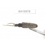 Cerambycidae sp. China,Yunnan, Honghe, Jinping county.1Pcs. BA10978.