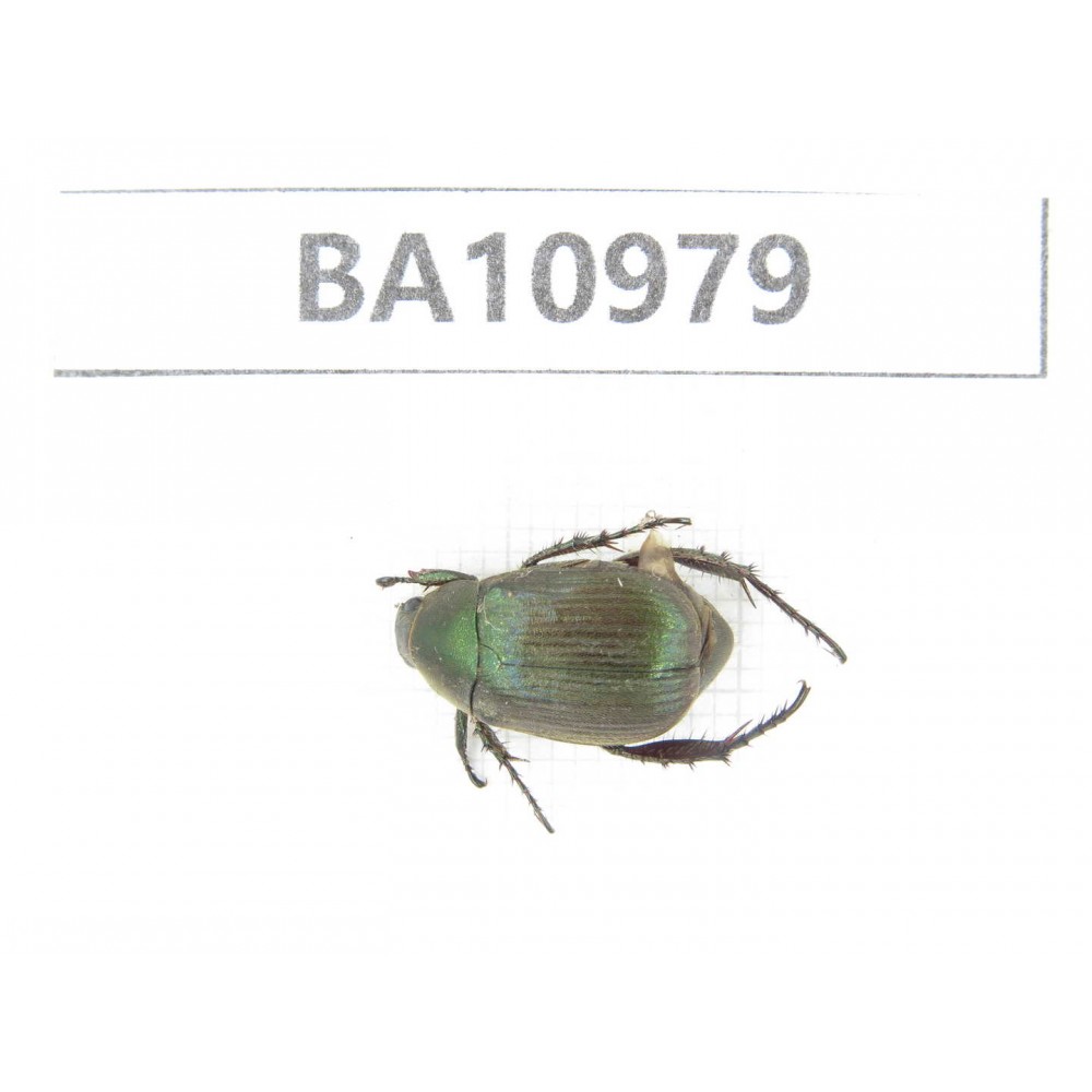 Rutelidae sp. China, Yunnan, Honghe, Jinping county. 1Pcs. BA10979.