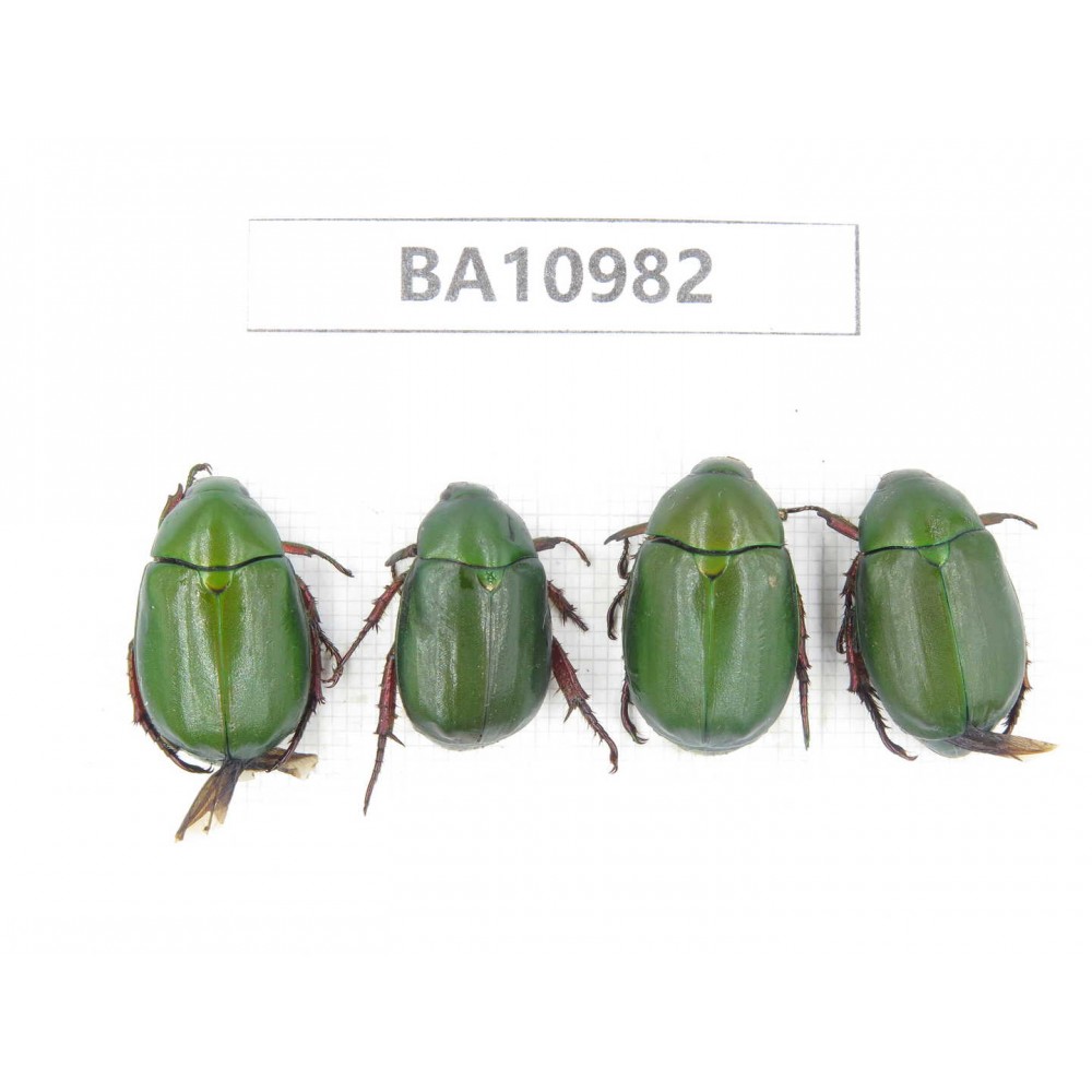 Rutelidae sp. China, Yunnan, Dali, S of Mt.Cangshan. 4Pcs. BA10982.