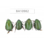 Rutelidae sp. China, Yunnan, Dali, S of Mt.Cangshan. 4Pcs. BA10982.