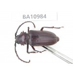 Cerambycidae sp. China, Yunnan, Dali, S of Mt.Cangshan. 1Pcs. BA10984.