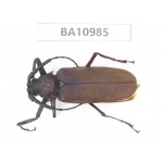 Cerambycidae sp. China, Yunnan, Dali, S of Mt.Cangshan. 1Pcs. BA10985.