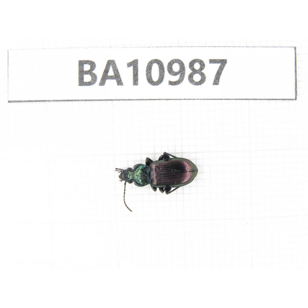 Carabidae sp. China,  Tibet, Linzhi, Mt.Duoxionglashan.1Pcs. BA10987.
