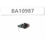 Carabidae sp. China,  Tibet, Linzhi, Mt.Duoxionglashan.1Pcs. BA10987.