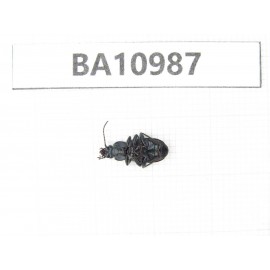 Carabidae sp. China,  Tibet, Linzhi, Mt.Duoxionglashan.1Pcs. BA10987.