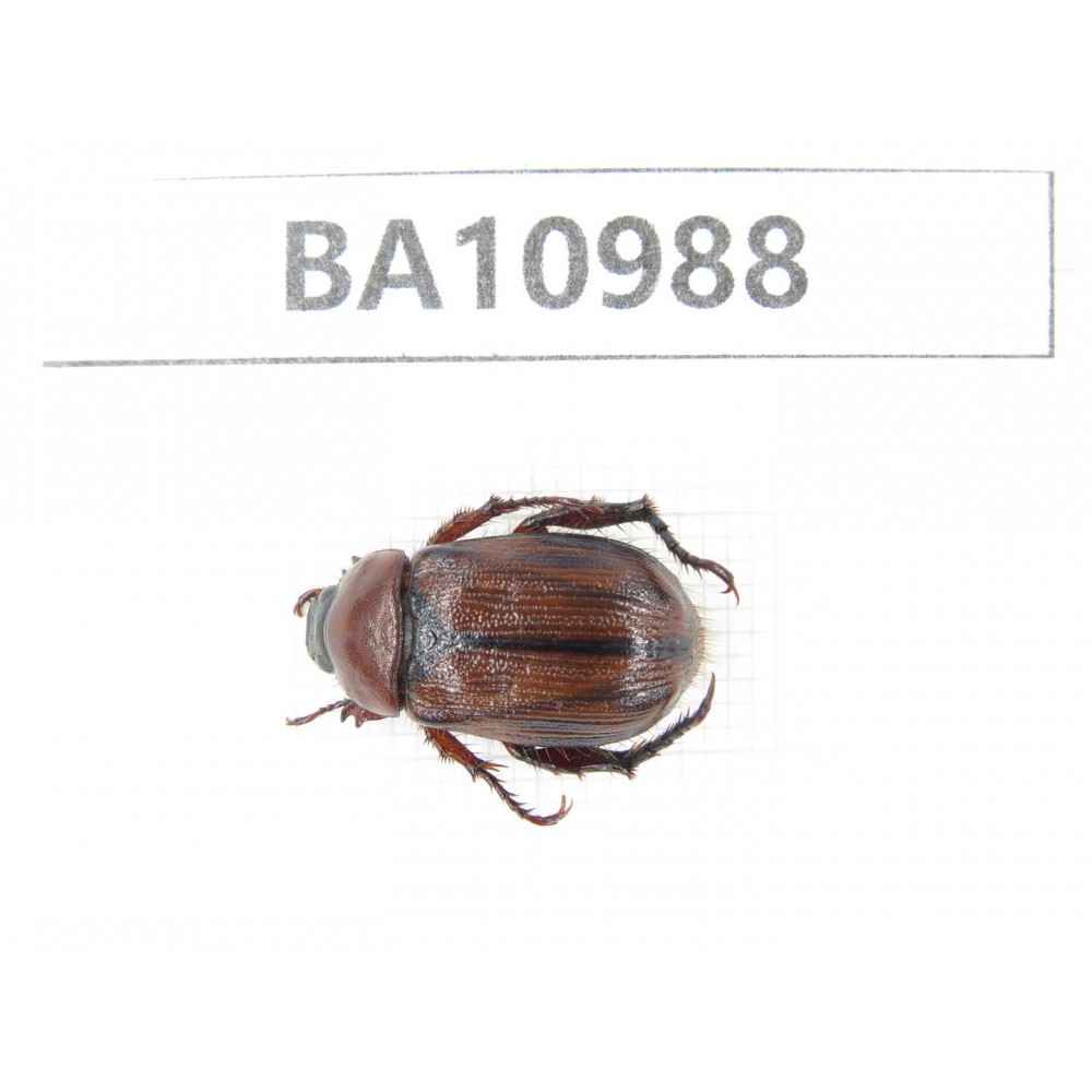 Rutelidae sp. China, Yunnan, Yuxi, Xinping county. 1Pcs. BA10988.