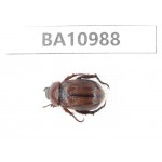 Rutelidae sp. China, Yunnan, Yuxi, Xinping county. 1Pcs. BA10988.