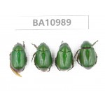 Rutelidae sp. China, Yunnan, Yuxi, Xinping county. 4Pcs. BA10989.