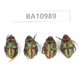 Rutelidae sp. China, Yunnan, Yuxi, Xinping county. 4Pcs. BA10989.