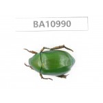 Rutelidae sp. China, Yunnan, Yuxi, Xinping county. 1Pcs. BA10990.