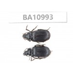 Carabidae sp. China,  Yunnan, Yuxi, Xinping county. 2Pcs. BA10993.