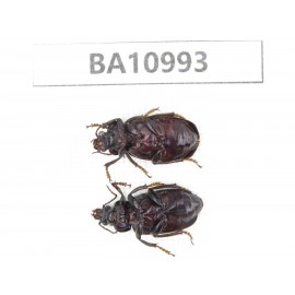 Carabidae sp. China,  Yunnan, Yuxi, Xinping county. 2Pcs. BA10993.