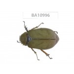 Melolonthidae sp. China, Yunnan, Yuxi, Xinping county. 1Pcs. BA10996.