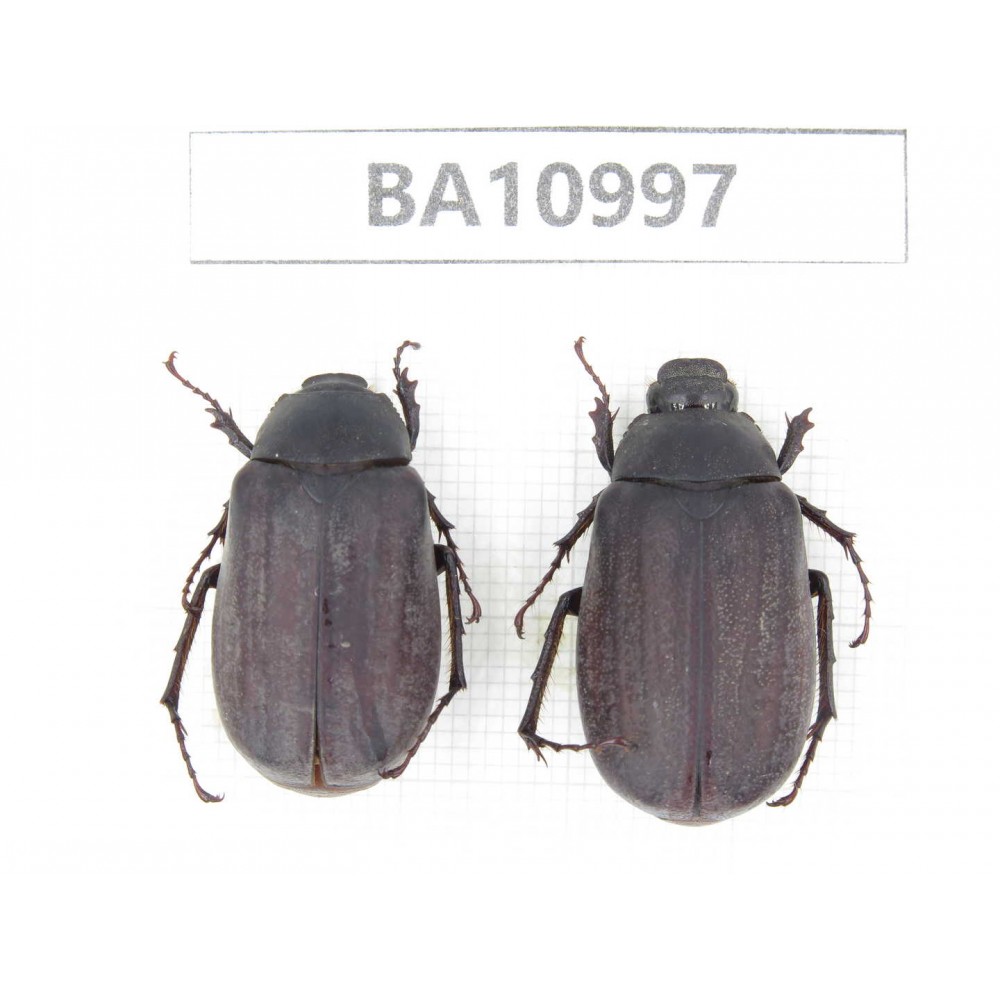 Melolonthidae sp. China, Yunnan, Yuxi, Xinping county. 2Pcs. BA10997.