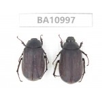 Melolonthidae sp. China, Yunnan, Yuxi, Xinping county. 2Pcs. BA10997.
