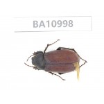 Melolonthidae sp. China, Yunnan, Yuxi, Xinping county. 1Pcs. BA10998.