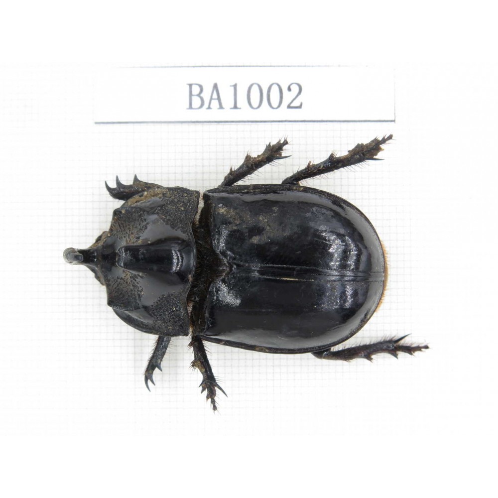 Dynastidae sp. Indonesia, C of Kalimandan Island. 1Pcs. BA1002.