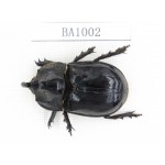 Dynastidae sp. Indonesia, C of Kalimandan Island. 1Pcs. BA1002.